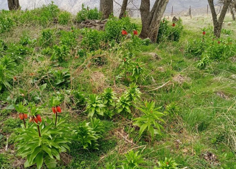 Sadece 20 gün yaşıyor, koparmanın cezası 244 bin lira
