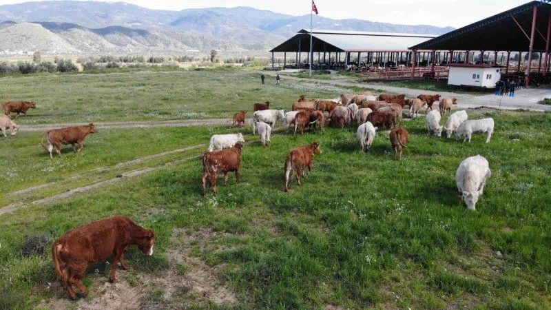 İneklerin bahar coşkusu renkli görüntüler oluşturdu
