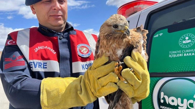 Jandarmanın bulduğu yaralı kaya kartalı tedavi altına alındı
