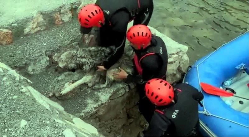 Rafting parkurunda donmak üzere olan köpeğin imdadına sporcular yetişti
