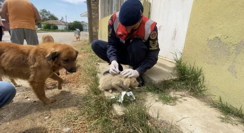 Jandarma’dan sokak hayvanlarına şefkat eli
