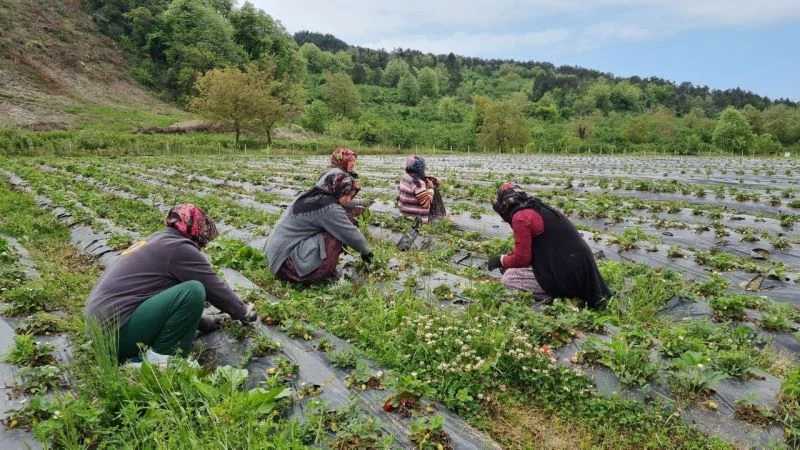 Osmanlı çileği üreticileri hasat için gün sayıyor
