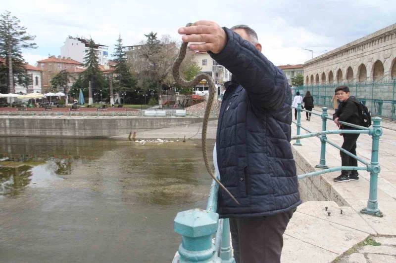 Konya’da havalar ısındı, yılanlar ortaya çıkmaya başladı
