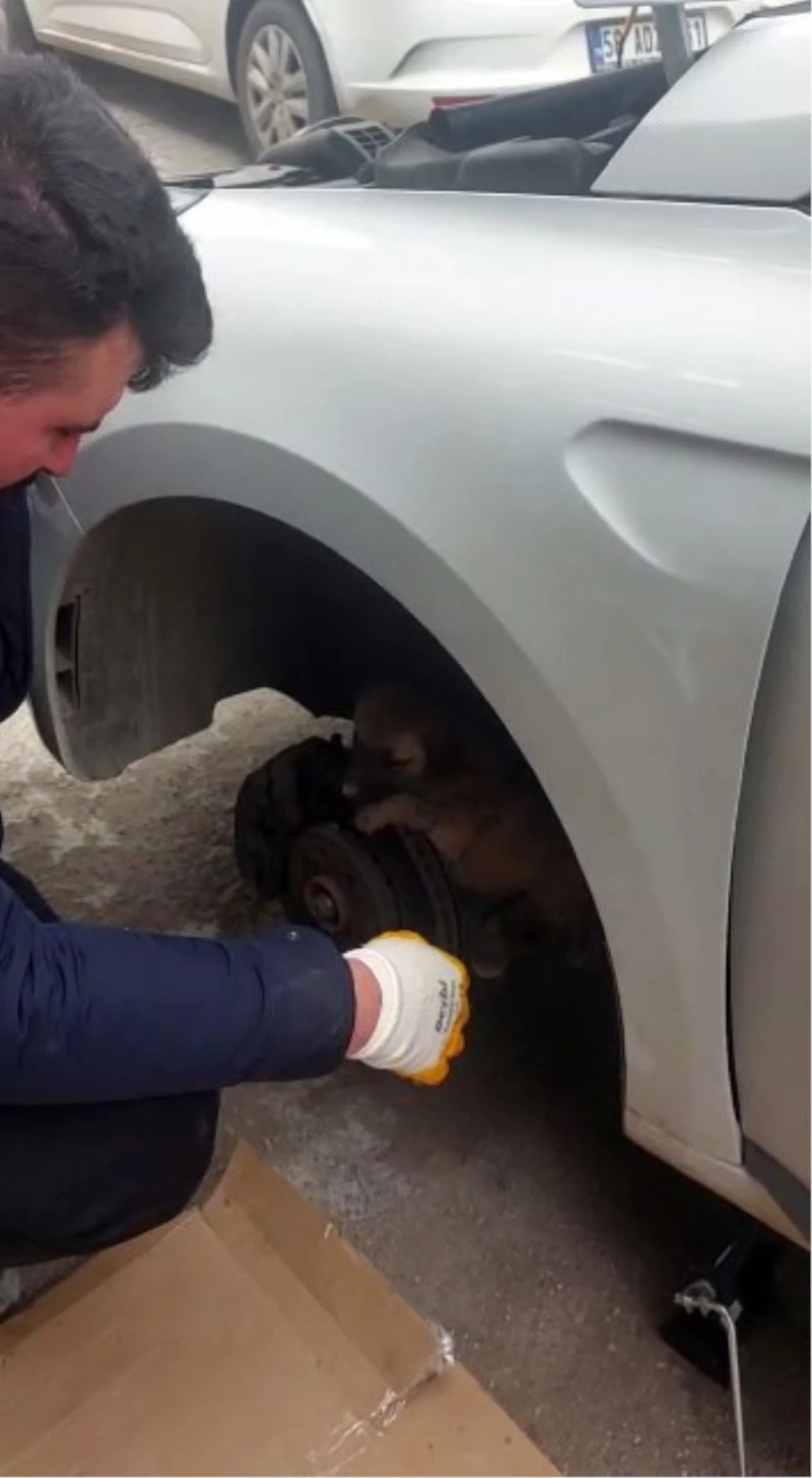 Otomobil tekerleğine sıkışan yavru kangal kurtarıldı
