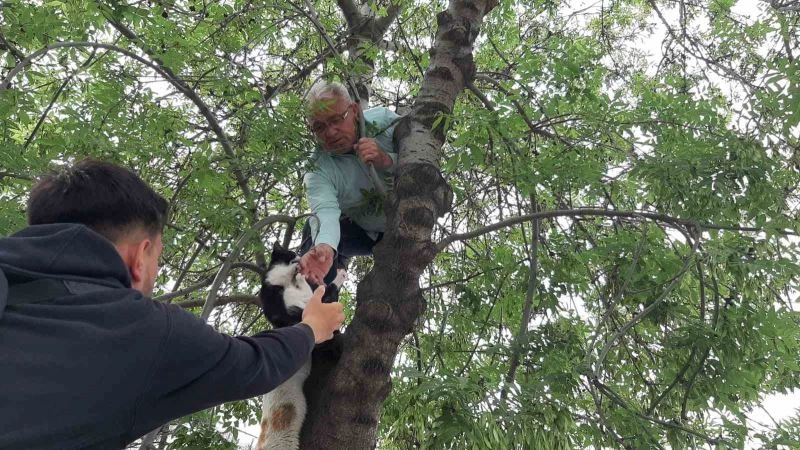 Yavru kediyi annesine kavuşturmak için hayatını hiçe sayarak ağaca tırmandı
