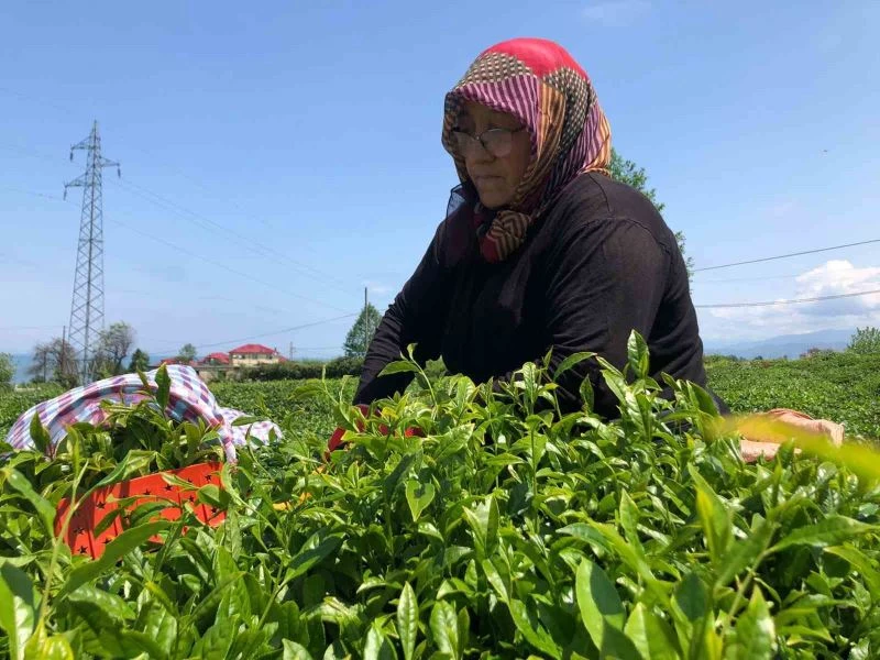 Rize’de yaş çay üreticileri bahçelere girmeye başladı
