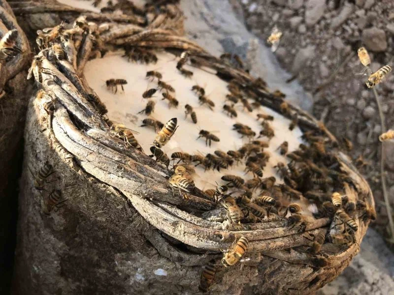 Bal arılarının tatlı bal yolculuğu başladı
