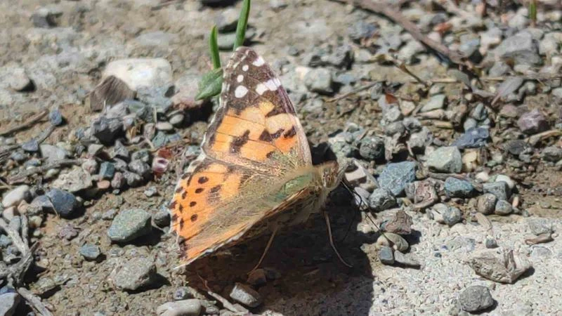 Kelebek göçü Erzurum’un Uzundere ilçesinde görüntülendi
