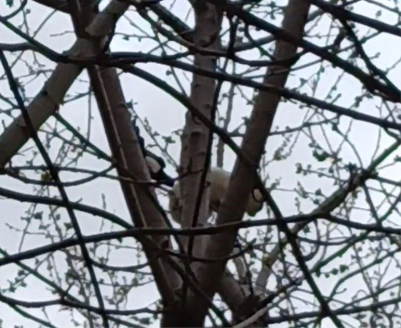 Saksağan ağaçtaki kediyi gagasıyla vurarak düşürmeye çalıştı

