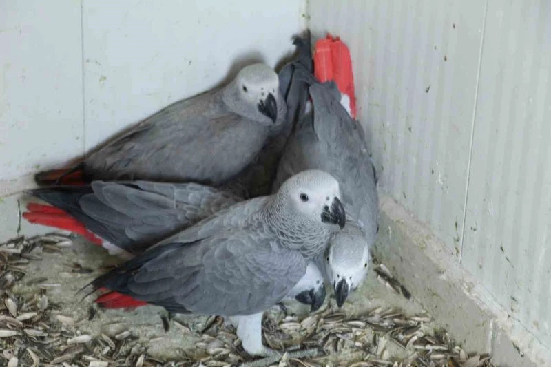 Şırnak’a yasa dışı yollarla getirilen 5 papağan ele geçirildi

