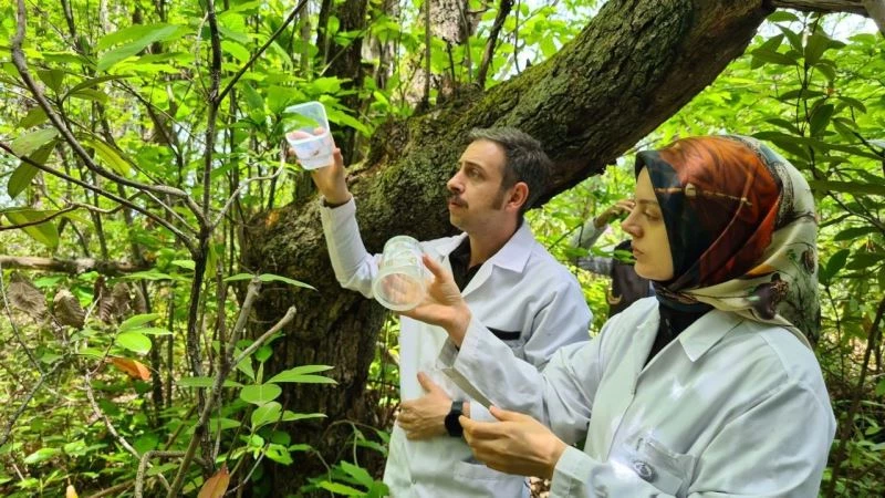 Zonguldak’ta ’katil arı’ alarmı, laboratuvarda üretilen böcekler doğaya bırakıldı
