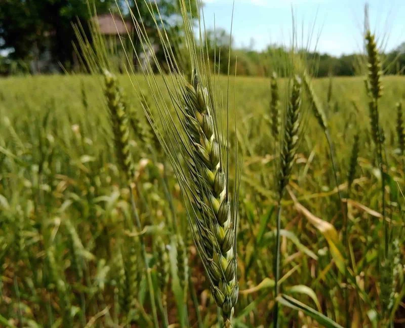 13 bin yıllık ata tohumu ile buğday üretimine destek
