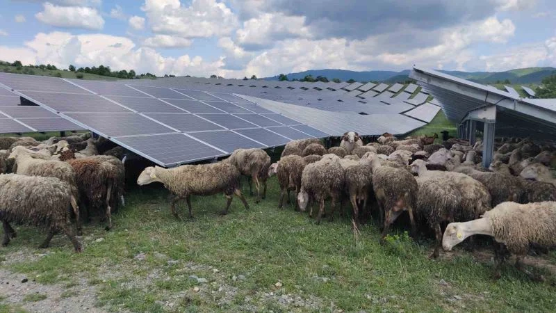 Kosova’da güneş enerjisi panellerinin temizleyicisi: Koyun ve keçiler
