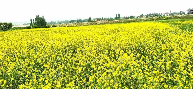 Hububat tarlasındaki yabani sarı hardal otu görsel şölen sunuyor
