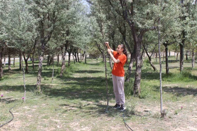Okul bahçesine dikilen ağaçların bakımını öğrenci ve öğretmenler yapıyor
