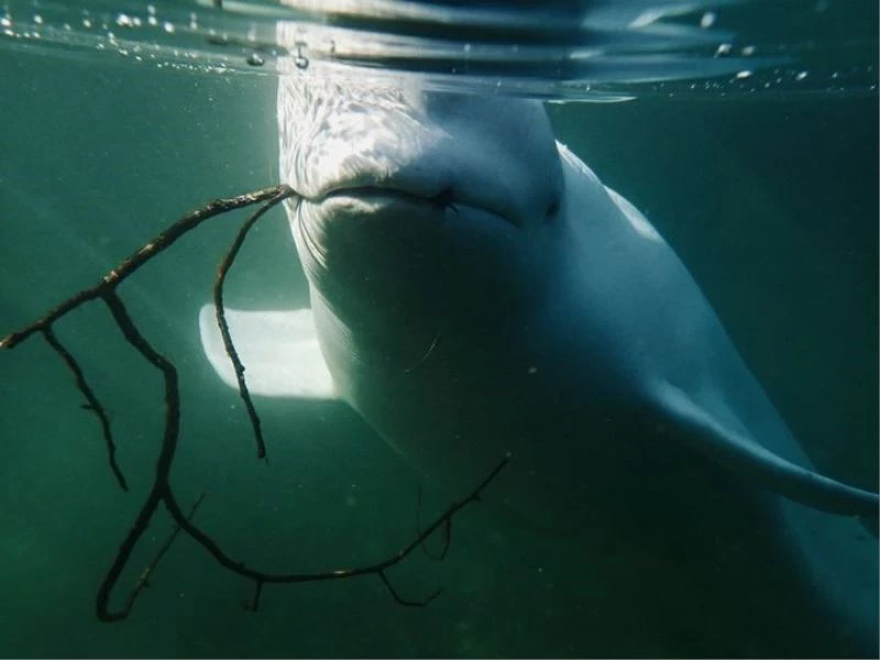 Rusya’nın casus balinası İsveç’te görüldü

