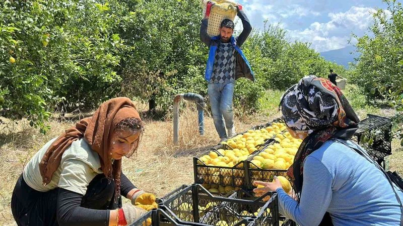Depremzede Arsuzlu çiftçilerin limonları dalında kalmadı
