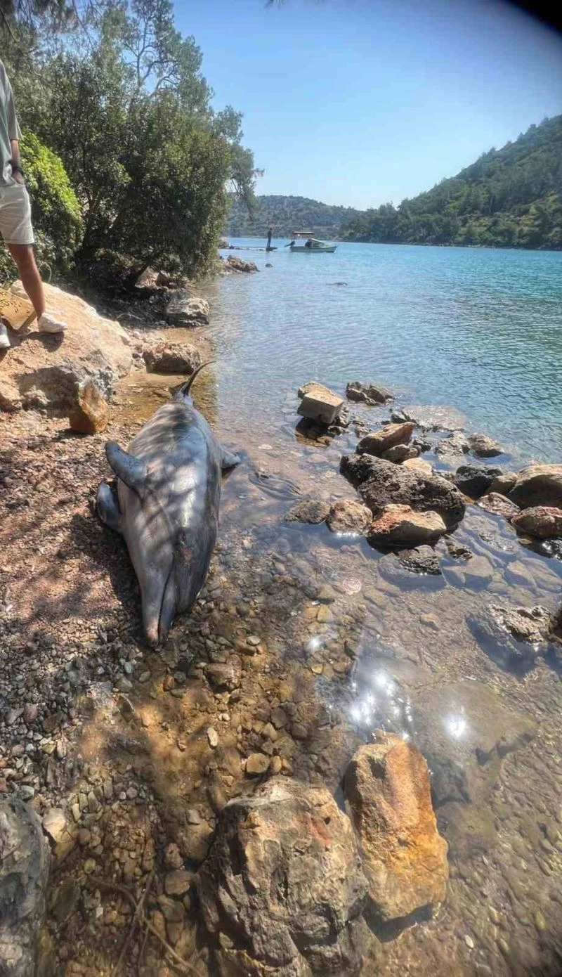 Bodrum Cennet koyda ölü Yunus balığı karaya vurdu
