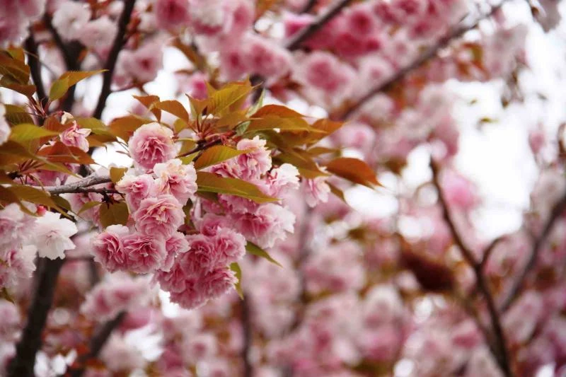 Güzel kokusuyla rengarenk çiçeği ile sakura ağacı
