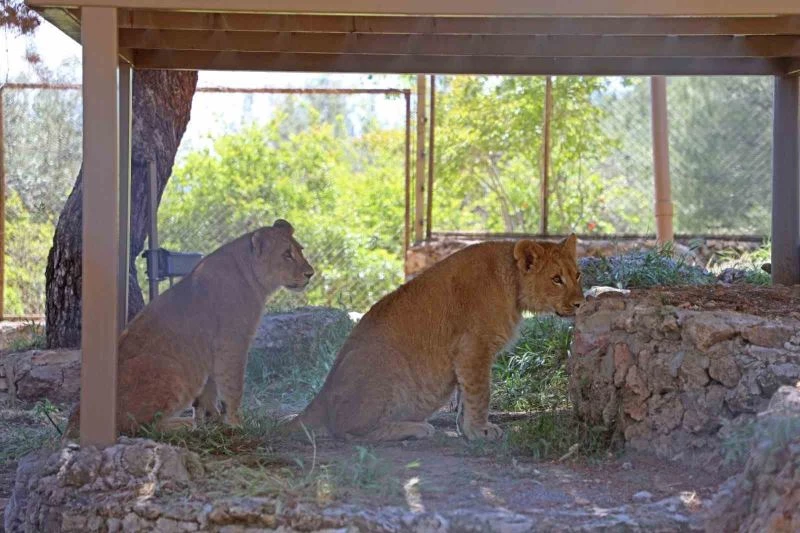 Antalya hayvanat bahçesinde dünyaya gelen 9 aylık iki yavru aslan ‘Zeus ile Hera’ aileye katıldı
