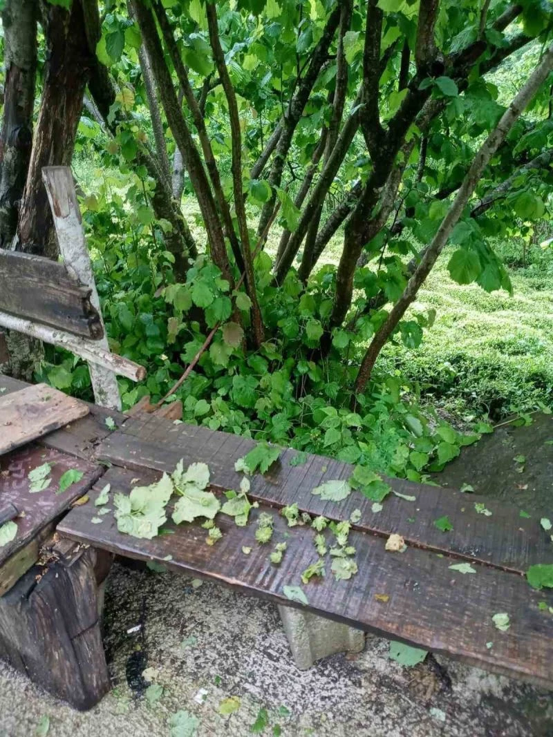 Fındık büyüklüğünde yağan dolu fındığa zarar verdi
