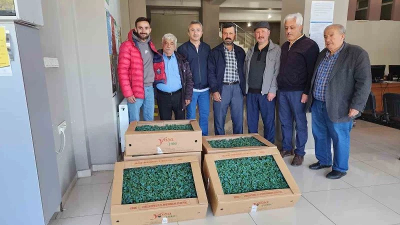Tosya’da çiftçilere 35 bin adet domates fidesi dağıtıldı

