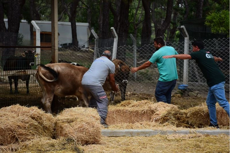 Kaçan kurbanlığı uzun süre kovalayıp 