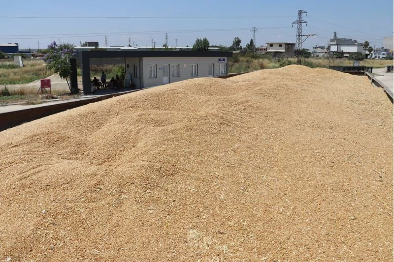 Buğday ve arpa fiyatları Çukurova