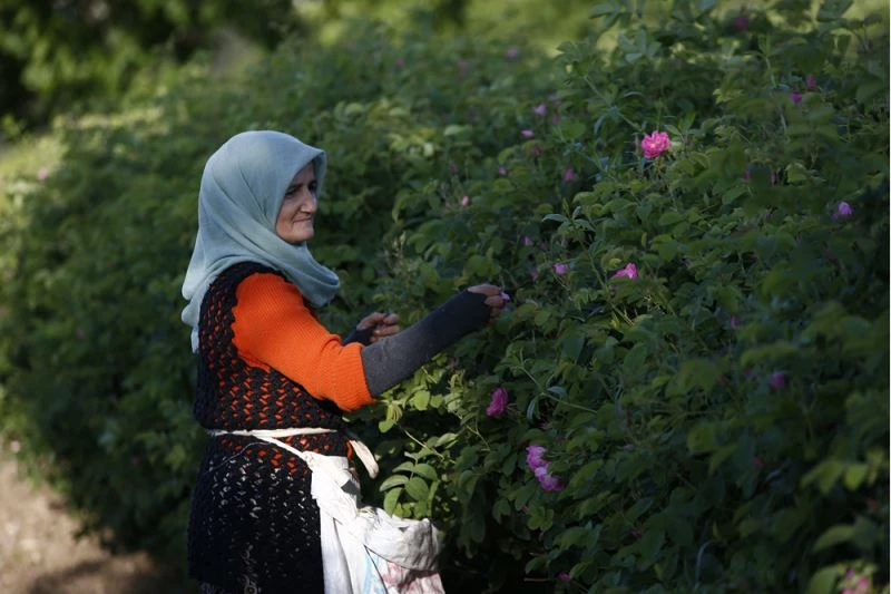 Gül bahçelerinin narin çiçekleri kadın eliyle ekonomiye kazandırılıyor 