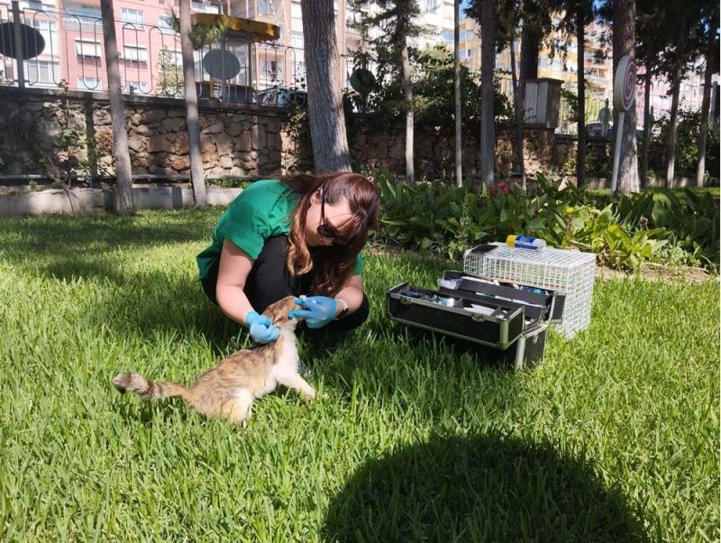 Kepez Belediyesi ekiplerince sokak hayvanlarının sağlık kontrolleri yapılıyor