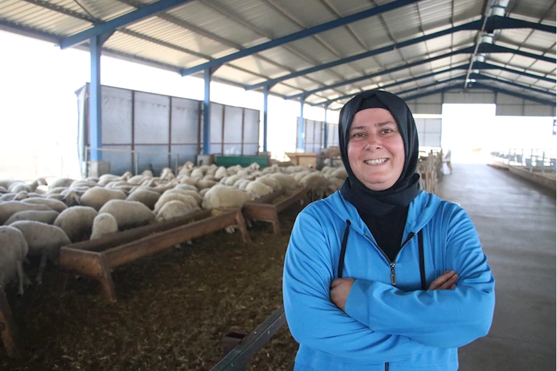 Devlet desteğiyle çiftlik kuran kadın, koyun sayısını 150