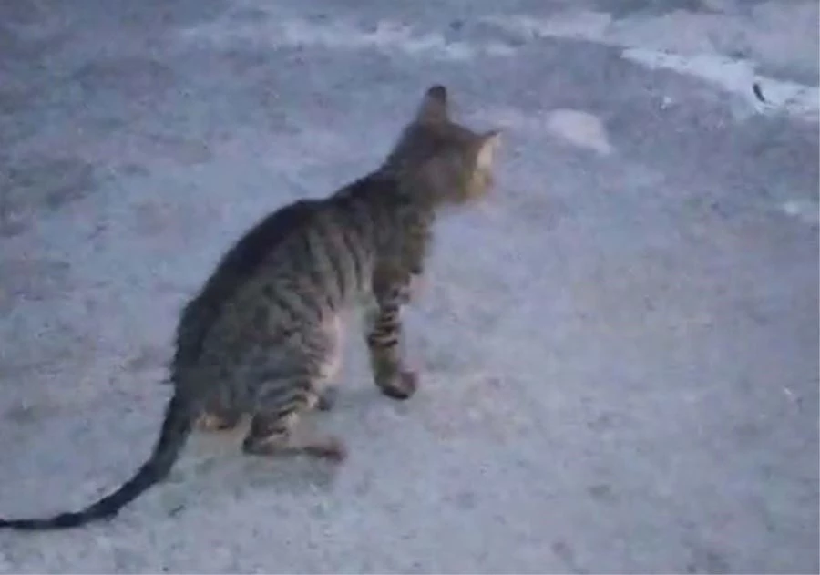 Taşınabilir Odun Sobasının Boru Kısmına Sıkışan Kediyi İtfaiye Kurtardı