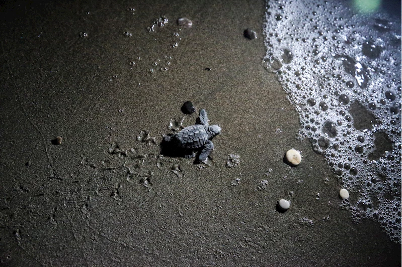 Kaplumbağaların Akdeniz ile buluştuğu kumsalda hedef 2 bin 500 yavru çıkışı