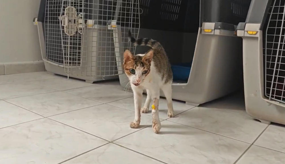Gözünden ve çenesinden yaralanan sokak kedisi tedavi edildi