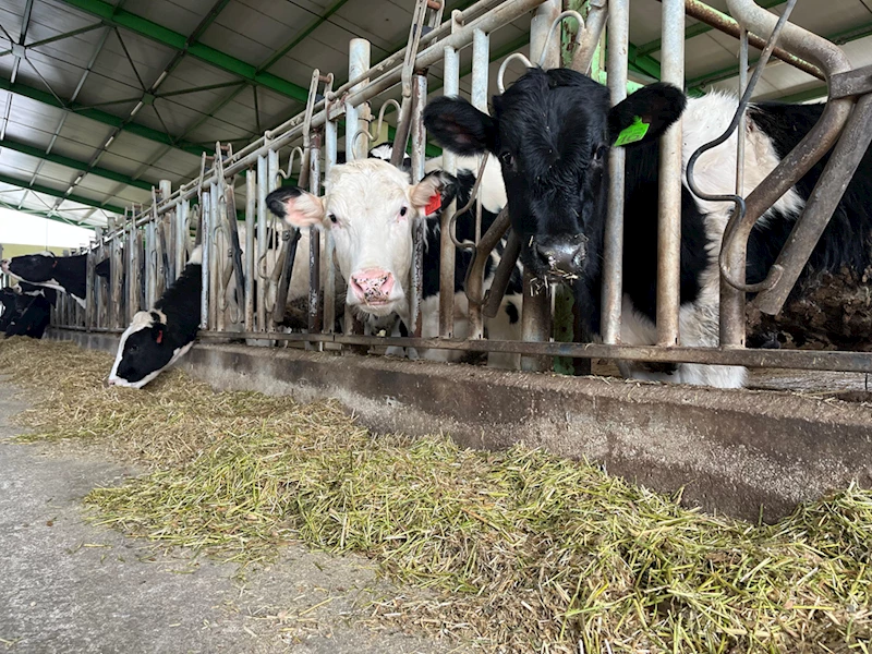 Süt sığırı işletmelerinin standartlarının belirlenmesi ve belgelendirilmesinde Burdur pilot il seçildi