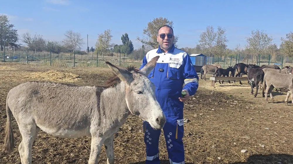 Ayağından yaralı bulunup, tedavi edilen eşek, 6 ay sonra yeniden yürüdü