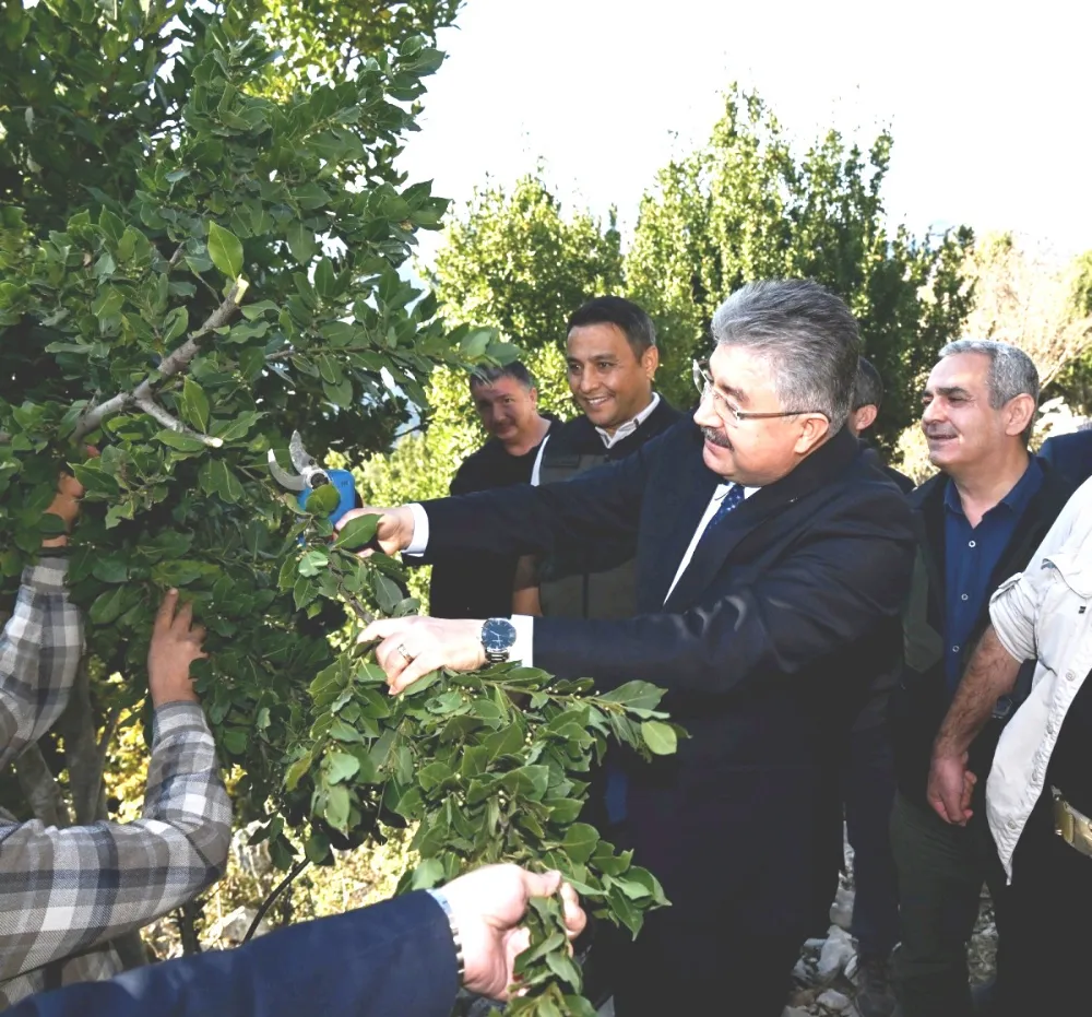 Vali Yılmaz, defne yaprağı topladı