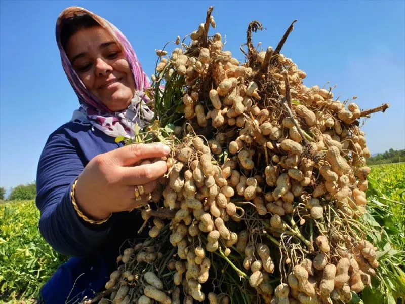 Osmaniye fıstığı 