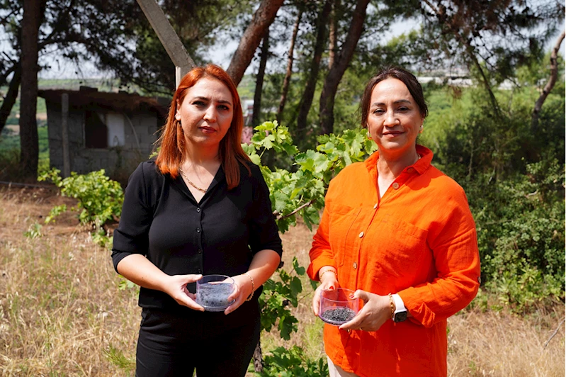 Mersin Üniversitesinde kuraklık etkisindeki Akdeniz üzüm bağları için hidrojel üretildi