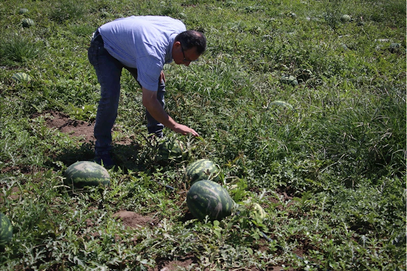 Coğrafi işaret tescilli Adana karpuzunun marka değeri timlerle korunuyor