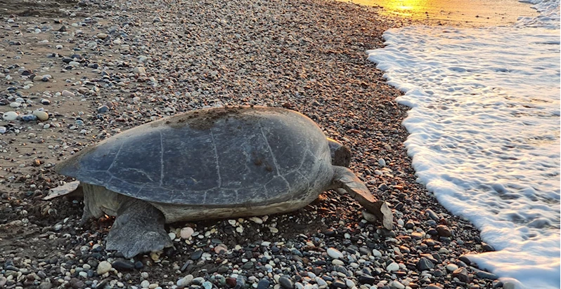 Deniz kaplumbağaları Mersin sahillerine yumurta bırakmaya başladı