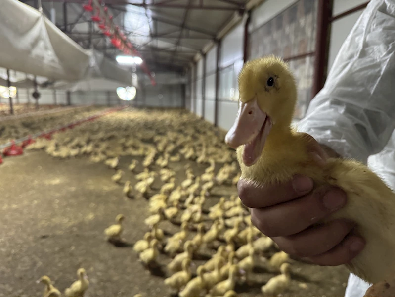 Hobi amaçlı kurduğu çiftlikte yetiştirdiği Pekin ördeğiyle ihracat hedefliyor  