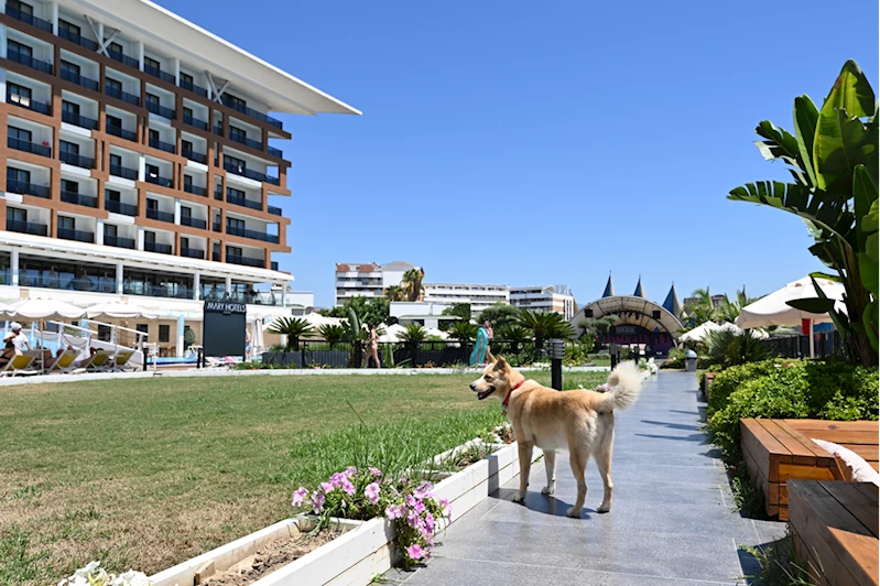 Beş yıldızlı otelde bakılan köpek 