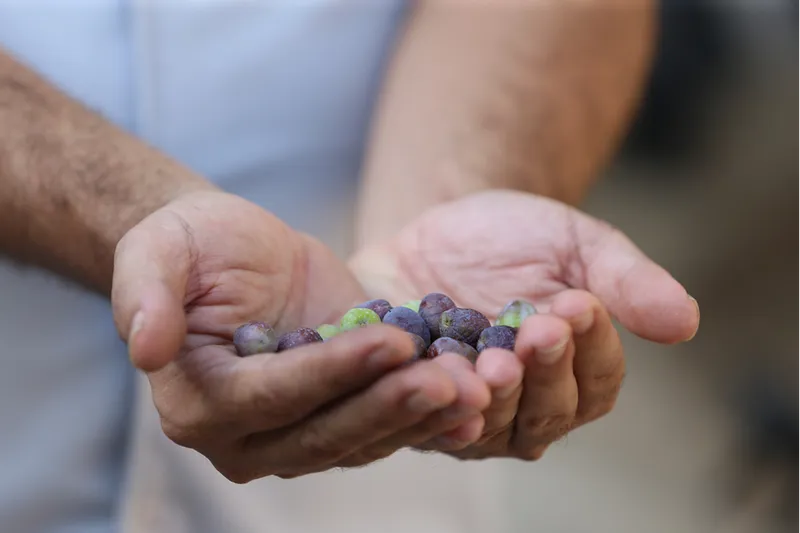 Tarihi caminin avlusundaki 1358 yaşındaki zeytin ağacında hasat zamanı