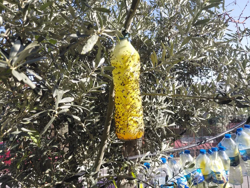 Lise öğrencilerinden Akdeniz meyve sineğiyle mücadele için pet şişeli tuzak