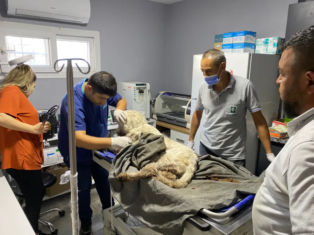 Osmaniye’de yaralı köpeğe yürek ısıtan yardım: İyileşirse sahiplenmek istiyorum
