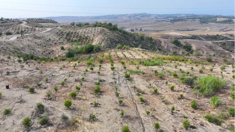 Emekli mühendis 156 dönümlük atıl araziyi fidanlarla yeşertti