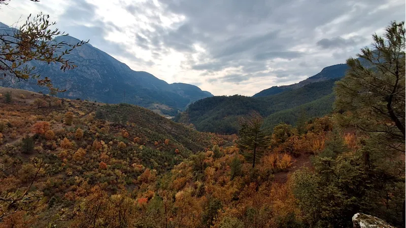 Saimbeyli ilçesinde ormanlık alanlar sonbahar renklerine büründü