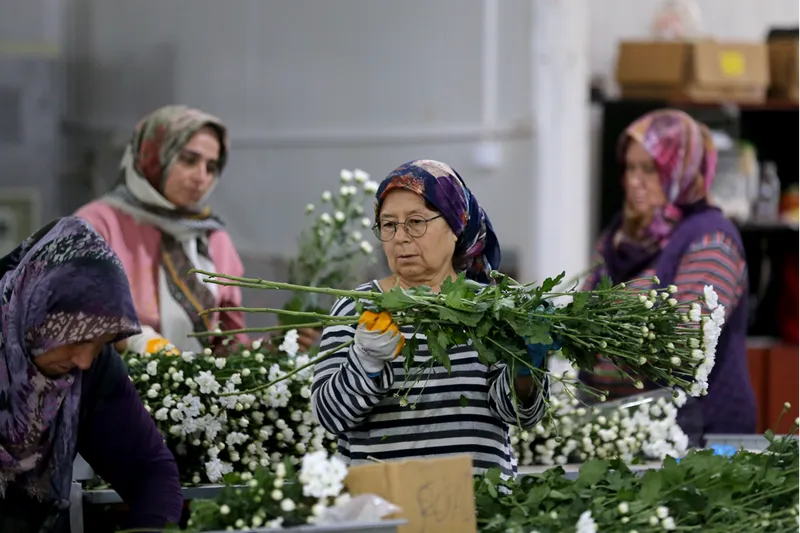 Çiçek sektörü ihracatta rekora koşuyor