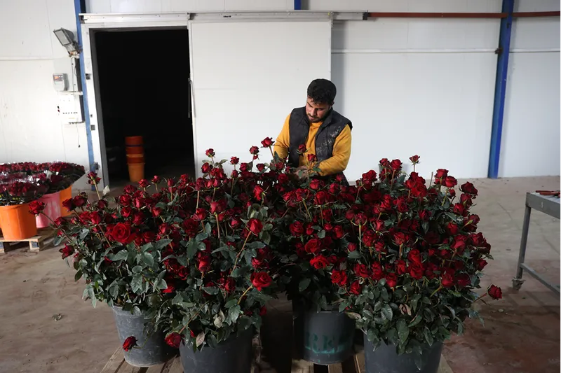 Antalyalı üretici yaylada kurduğu serada sebzeye alternatif gül yetiştiriyor